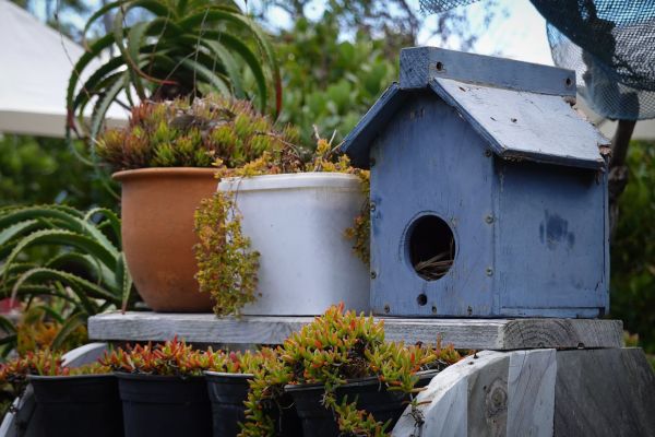 Nichoirs et jardinage : Faire de votre jardin un refuge pour oiseaux